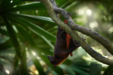 Malayan large flying fox, Pteropus vampyrus, bat in the nature tropic habitat, Borneo, Sahah, Malaysia. Flying-fox hang on the tree branch in the forest, Borneo. Mammal in the nature habitat.
