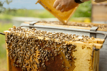 honey in a honeycomb