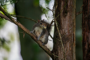 squirrel on a tree eating bread