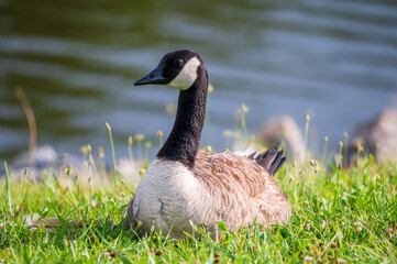 Canadian goose laying beside the lake