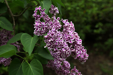 Fototapeta premium Purple and white Syringa vulgaris lilac 'Sensation' in bloom.