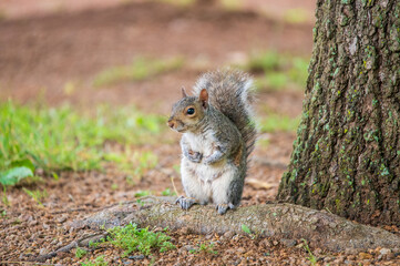 squirrel in the park