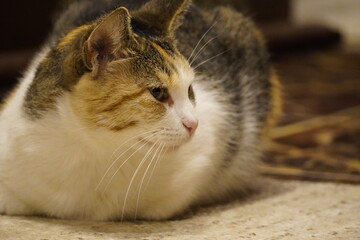 Cute cat indoors