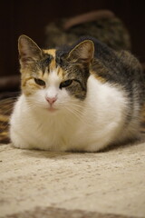 Cute cat indoors