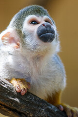 Monkey clouseup
