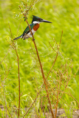 kingfisher on the branch
