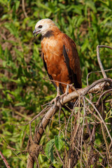 red tailed hawk