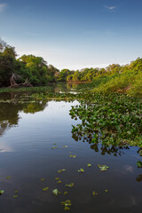 reflection of trees in water