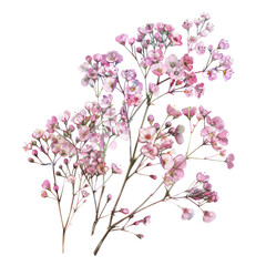 Fototapeta premium A pink cherry blossom branch with a pink cherry tree in the background