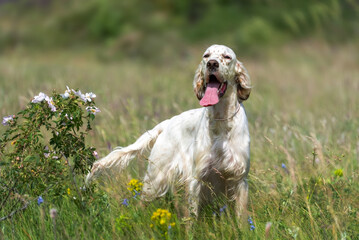 A beautiful white English Setter dog stands in a stance in a field among flowers and grass. ...