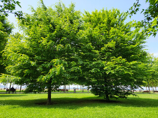 Trees of the oriental hornbeam (Carpinus orientalis) tree in a city park in May