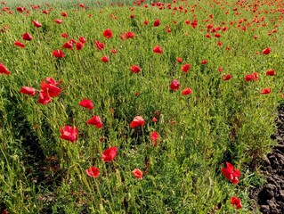 Fototapeta premium The field is sown with red wild poppies that have blossomed with red flowers. A red poppy grows in a field. Bright wildflowers.