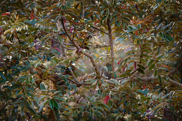 Find the quetzal female bird in leaves. Quetzal, Pharomachrus mocinno, from nature Costa Rica, detail portrait. Magnificent sacred mystic green and red bird. Resplendent Quetzal in jungle habitat.