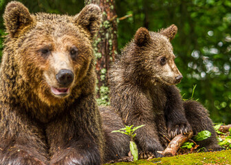 She-bear with cubs on a road in Romania