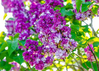 Pink lilac blossoms on bushes. Spring flowers in garden.