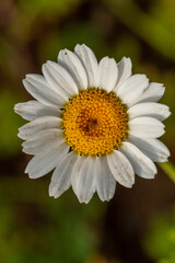 Fototapeta premium Blooming daisy flowers on a summer sunny day macro photo. Wildflowers with white petals in the meadow close-up photo. Blossom daisies in springtime floral background.