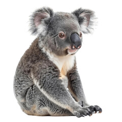 Naklejka premium Adorable koala sitting and looking curious, isolated on white background. Perfect for wildlife and nature-themed projects.