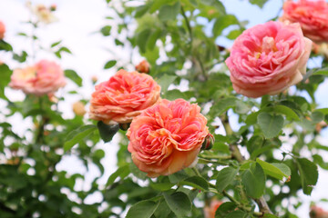 Orange rose bush in the garden