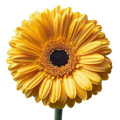 Close-up of a vibrant yellow gerbera daisy flower with detailed petals and a black center, isolated against a white background.
