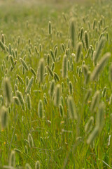 Field Boehmer's cat's-tail grass macro photography on a spring sunny day. Wild Timothy-grass growing in a field close-up photo.