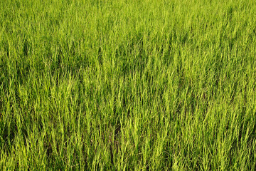 Plantação de aveia 