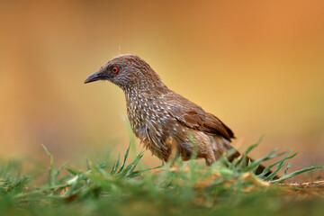 Arrow-marked Babbler, Turdoides jardineii, exotic grey African bird with red eye in nature habitat,...