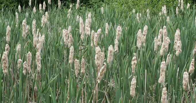 (Typha latifolia) High round stem with inflorescence in woolly flowers spikes and rolled leaves spear-shaped
