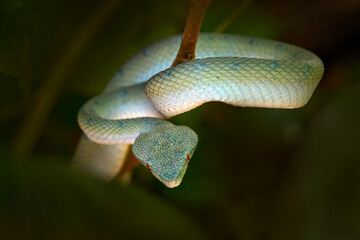 Tropidolaemus subannulatus, Bornean keeled pit viper, in the dark tropic forest, Bako NP, Borneo in Malaysia. Wild snake from Asia, hidden in the green vegetation. Nature wildlife, Borneo.