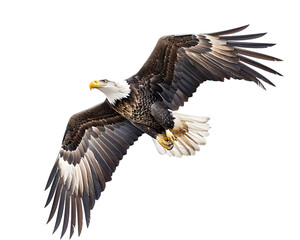 Obraz premium Bald Eagle in Flight on transparent background