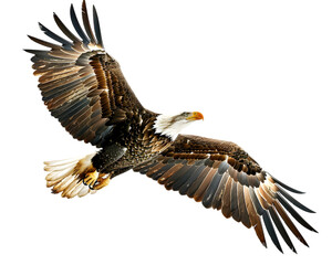 Obraz premium Bald eagle in flight symbol of freedom on transparent background