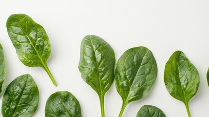 Fototapeta premium Young Spinach s Fresh Green Leaves Against a White Background