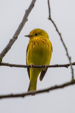 Wellow Warbler on a branch