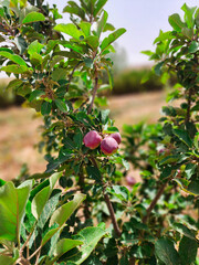 Apple tree with blure background, Fruit growing on an apple tree outdoors