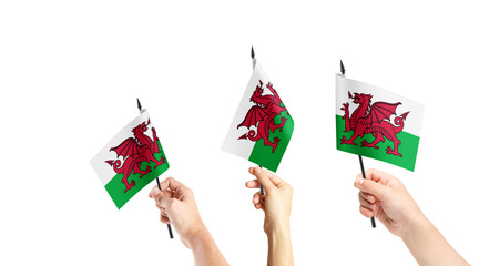 A group of people are holding small flags of Wales in their hands.