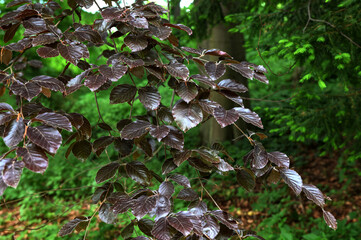 Fagus sylvatica purpurea tree branches.