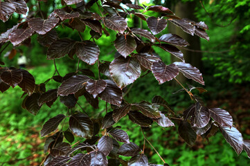 Fagus sylvatica purpurea tree branches.