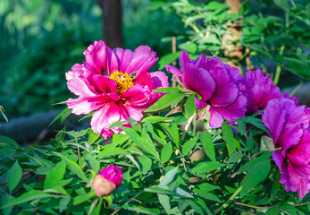 Pink peony flowers bloom on green bushes. Spring blooming flowers in garden.