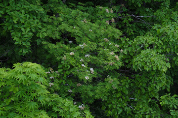 Fototapeta premium ミズナラ・ハリギリ・ナナカマド・シナノキが繁茂する北海道の森 / A forest in Hokkaido where Quercus crispula and Kalopanax septemlobus and Japanese Rowan and Japanese Lime thrives