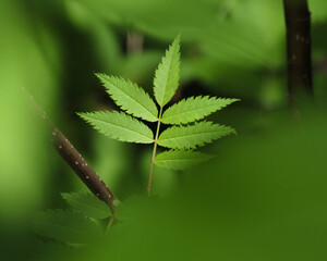 ナナカマドの新葉 / New leaves of Japanese Rowan