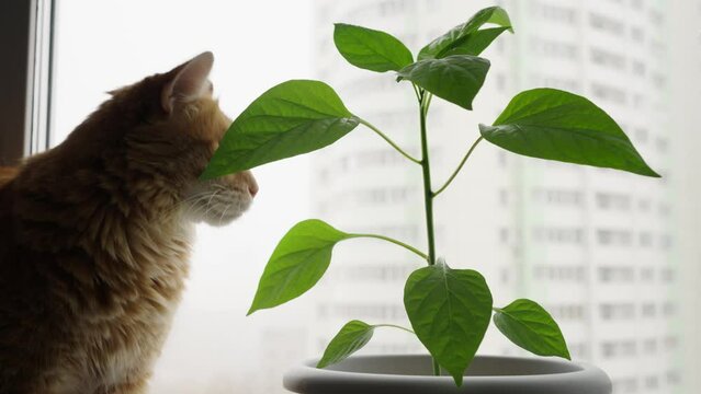 Ginger cat curiously sniffs green plant placed by window. The background shows a blurred cityscape with snowflakes.