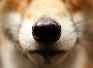 Close-up of a red fox nose