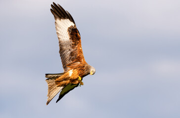 Portrait of a red kite in flight against blue sky