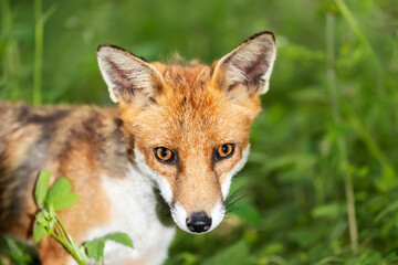 Portrait of a red fox cub in a meadow