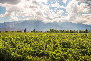 Viñedo verde, arboles y montañas de fondo, con rayos de sol entrando en el cielo celeste con...