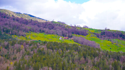 lavender field in region