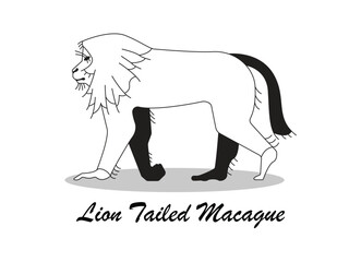 Lion-Tailed Macaque Icon, Macaque Monkey Illustration, Lion-Tailed Monkey Icon.