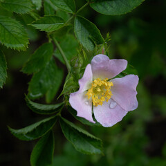 A close up of a single flower in bloom of a dog rose, Rosa canina. The petals have a water rain drops on them. The photograph has space for text 