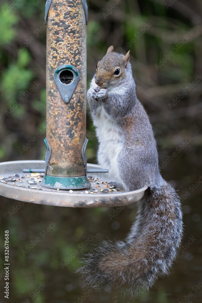 Aufkleber a grey squirrel is standing on a bird feeder and eating the seed. its bushy tail is hanging down and
