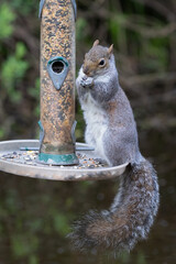 A grey squirrel is standing on a bird feeder and eating the seed. Its bushy tail is hanging down...