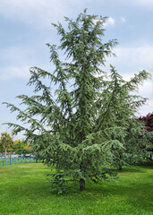  A tree  of the Atlas cedar (Cedrus atlantica) in a city park